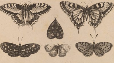 Pět motýlů a můra. od Wenceslaus Hollar