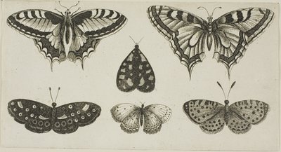 Pět motýlů a můra od Wenceslaus Hollar