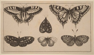 Pět motýlů a můra od Wenceslaus Hollar