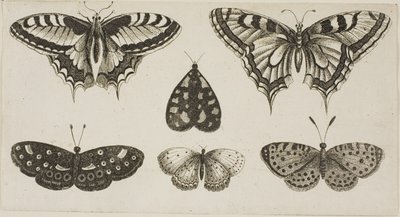 Pět motýlů a můra od Wenceslaus Hollar