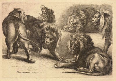 Pět lvů a lvice, po Rubensovi od Wenceslaus Hollar