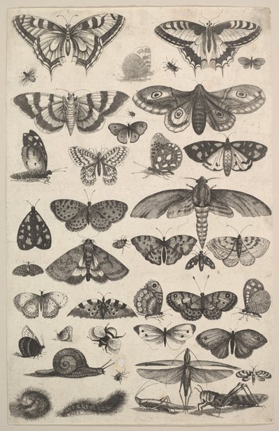 Čtyřicet jedna hmyzu, včetně můr a motýlů, 1625-77. od Wenceslaus Hollar