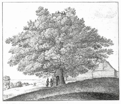 Hollow Tree v Hampstead, 1663 od Wenceslaus Hollar