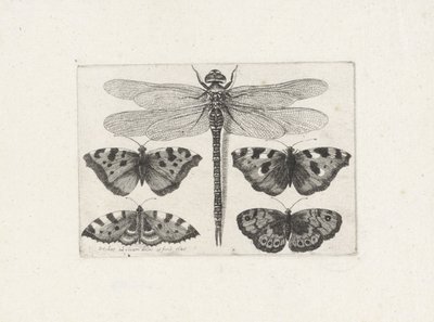 Vážka a čtyři motýli od Wenceslaus Hollar