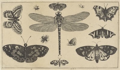 Vážka, berušky a motýli Různý hmyz (název série) Diversae Insectorum (název série) od Wenceslaus Hollar