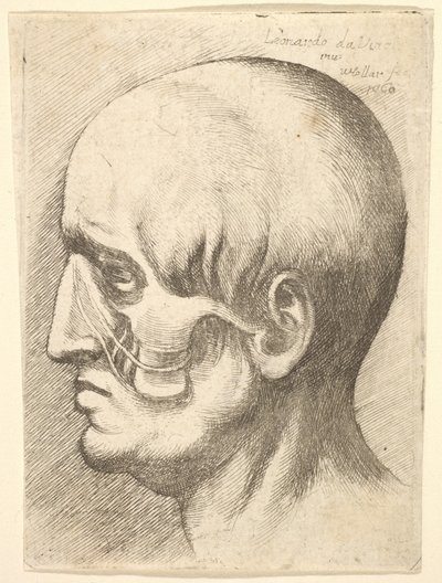 Mužská hlava z profilu vlevo s odhalenými svaly, 1660. od Wenceslaus Hollar