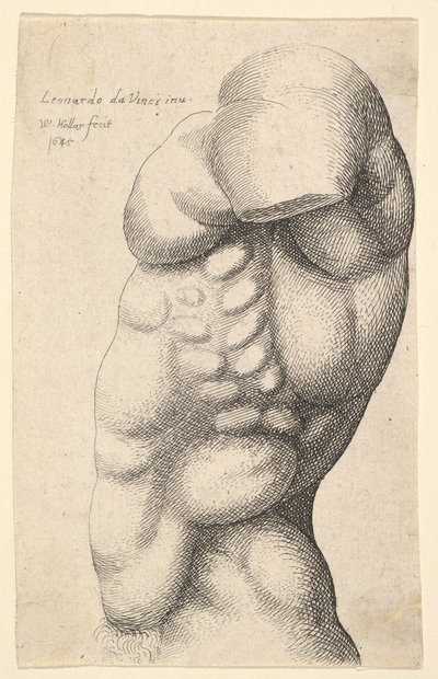 Mužský trup od krku k bokům z profilu vlevo, 1645. od Wenceslaus Hollar