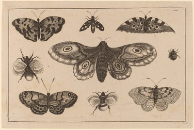 Můry, motýli a včely od Wenceslaus Hollar