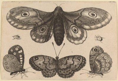 Můra, tři motýli a dva brouci od Wenceslaus Hollar