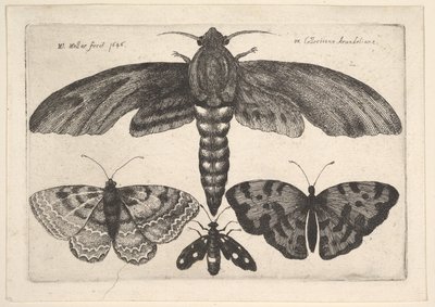 Můra a tři motýli, 1646. od Wenceslaus Hollar