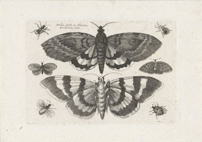 Můry a drobný hmyz Hmyz (název série) Muscarum Scarabeorum (název série) od Wenceslaus Hollar