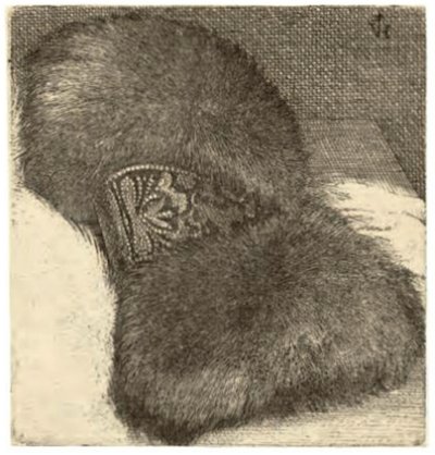Muff s brokátovým páskem od Wenceslaus Hollar