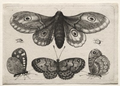  od Wenceslaus Hollar