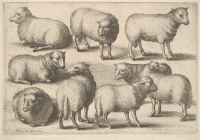 Devět ovcí, 1646. od Wenceslaus Hollar