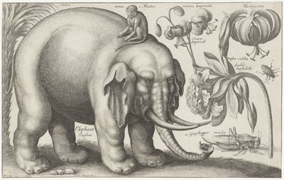 Slon, opice, květiny a hmyz Rostliny a zvířata (název série) Animalium Ferarum (název série na objektu) od Wenceslaus Hollar
