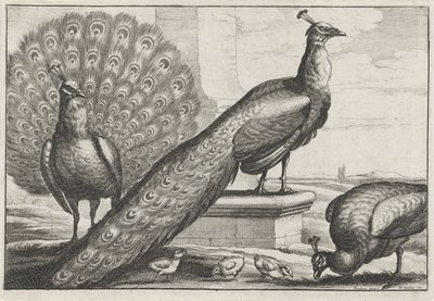 pávi Druh Diversae avium (název série) Různí ptáci (název série) od Wenceslaus Hollar