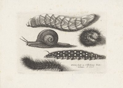 Housenky a šnek Hmyz (název série) Muscarum Scarabeorum (název série) od Wenceslaus Hollar