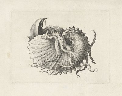 Shell, argonauta nodosa Mušle (název série) od Wenceslaus Hollar