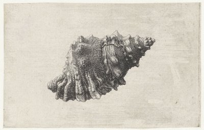 Shell, bursa rubeta Shells (název série) od Wenceslaus Hollar