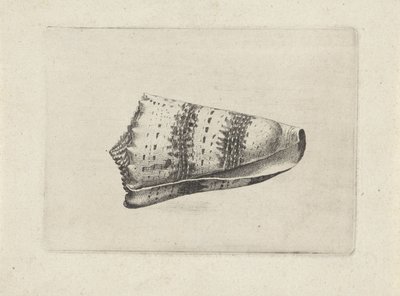 Shell, cone imperialis Mušle (název série) od Wenceslaus Hollar