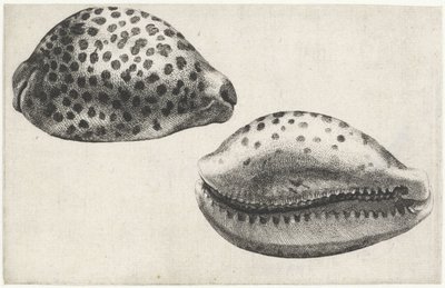 Shell, cypraea tigris Mušle (název série) od Wenceslaus Hollar