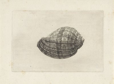 Shell, harpa major Mušle (název série) od Wenceslaus Hollar
