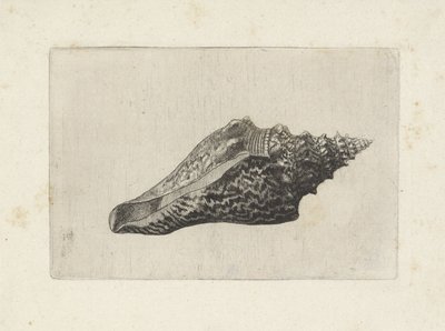 Skořápka, hemifusus ternatanus Shells (název série) od Wenceslaus Hollar