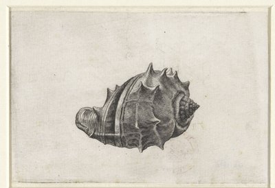 Shell, melongena melongena Mušle (název série) od Wenceslaus Hollar