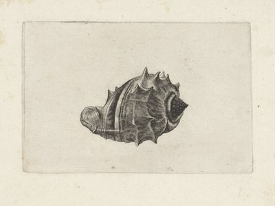 Shell, melongena melongena Shells (název série) od Wenceslaus Hollar
