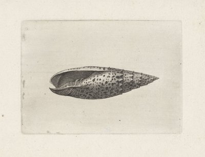 Shell, mitra papalis Mušle (název série) od Wenceslaus Hollar