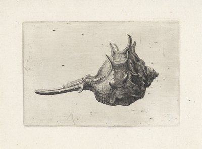 Skořápka, murex brevispina Shells (název série) od Wenceslaus Hollar