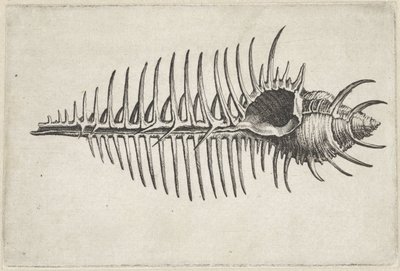 Skořápka, murex pecten Mušle (název série) od Wenceslaus Hollar