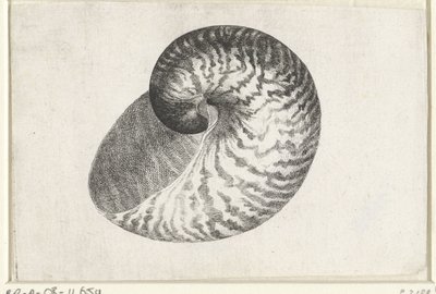 Shell, nautilus pompilius Mušle (název série) od Wenceslaus Hollar