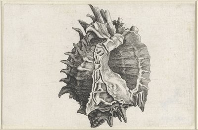 Shell, phyllonotus erythrostomus Mušle (název série) od Wenceslaus Hollar
