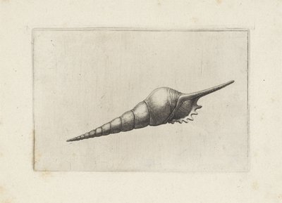 Schelp, vřeteno flétny melanocheilus Schelpen (název série) od Wenceslaus Hollar