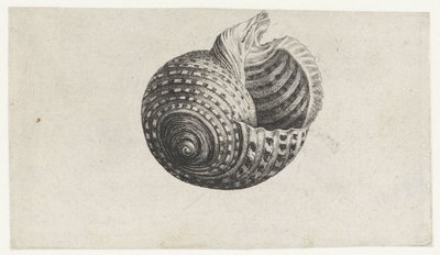 Shell, tonna dolium Mušle (název série) od Wenceslaus Hollar