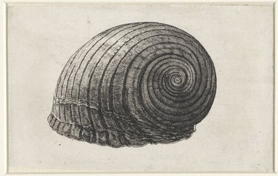 Shell, tonna galea Mušle (název série) od Wenceslaus Hollar