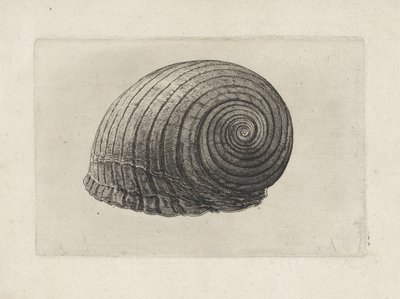 Shell, tonna galea Mušle (název série) od Wenceslaus Hollar