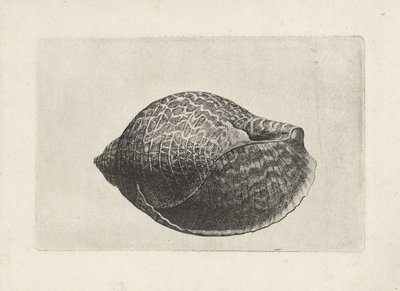 Shell, tonna perdix Shells (název série) od Wenceslaus Hollar
