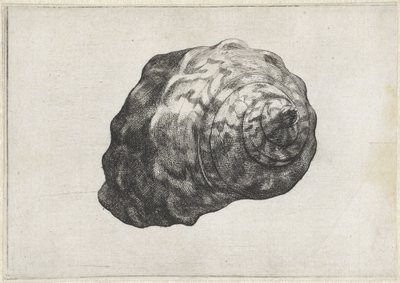 Shell, turbo sarmaticus Shells (název série) od Wenceslaus Hollar