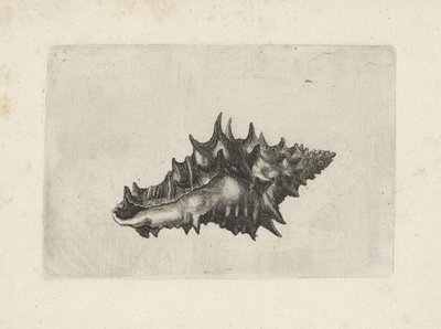 Skořápka, vasumkeramika Mušle (název série) od Wenceslaus Hollar