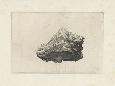 Shell, vasum muricatum born Shells (název série) od Wenceslaus Hollar