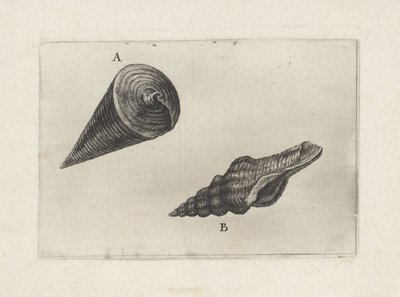 Mušle, telescopium telescopium (A) a fusinus laticostatus (B) Mušle (název série) od Wenceslaus Hollar