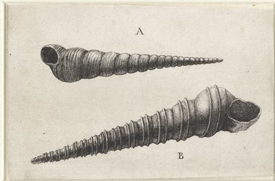 Mušle, turritella terebra (A) a turritella duplicata (B) Shells (název série) od Wenceslaus Hollar