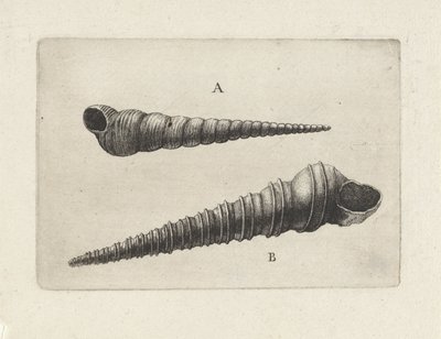 Mušle, turritella terebra (A) a turritella duplicata (B) Shells (název série) od Wenceslaus Hollar