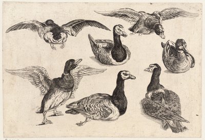 Sedm kachen od Wenceslaus Hollar