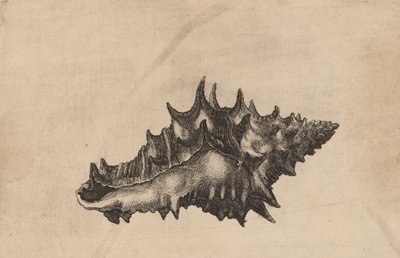 Shell Vasum ceramicum, c. 1645. od Wenceslaus Hollar