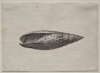 Mušle: Mitra papalis L, c. 40. léta 17. století. od Wenceslaus Hollar