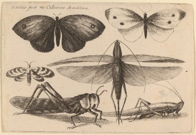 Šest hmyzu od Wenceslaus Hollar