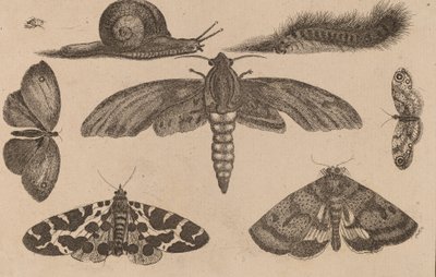Šest hmyzu, housenka a šnek. od Wenceslaus Hollar